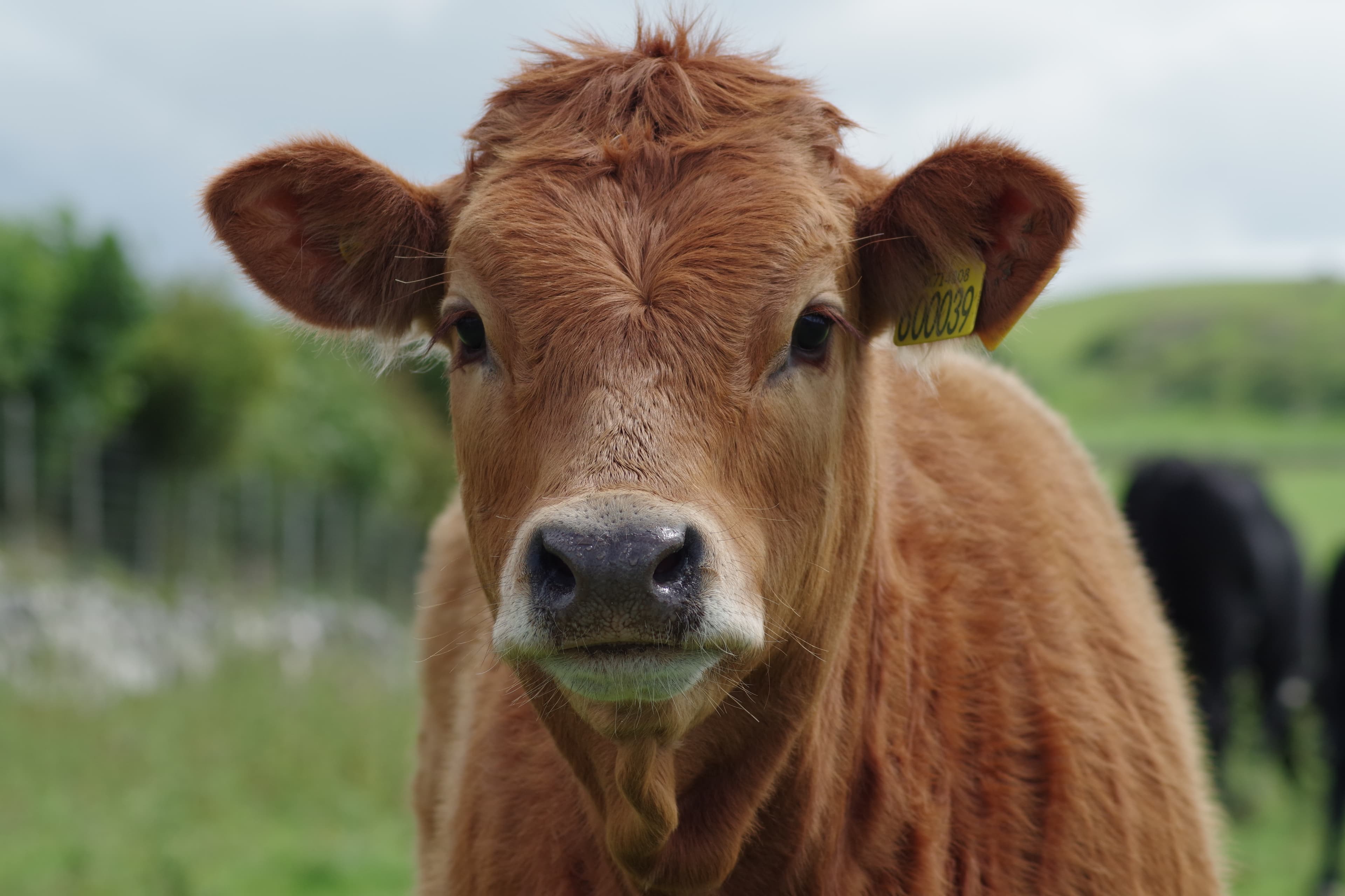 Campo uruguayo y producción agropecuaria CP Agrointegral